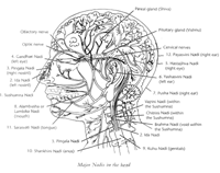 Click for a larger image of the nadis in the head